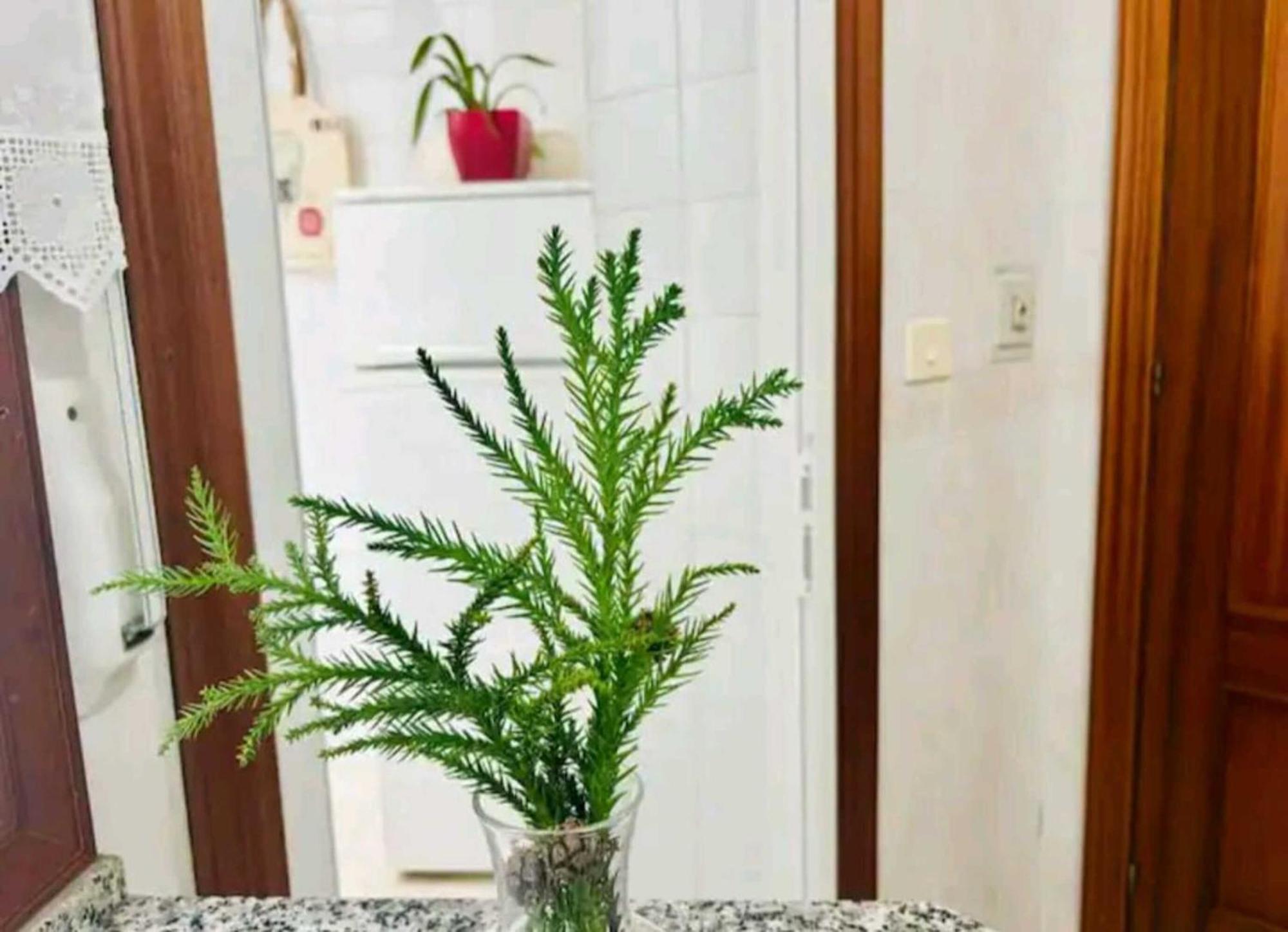 Holibai, Andurina, Piso Vintage, Centrico, Acepta Mascotas, Baiona Daire Dış mekan fotoğraf