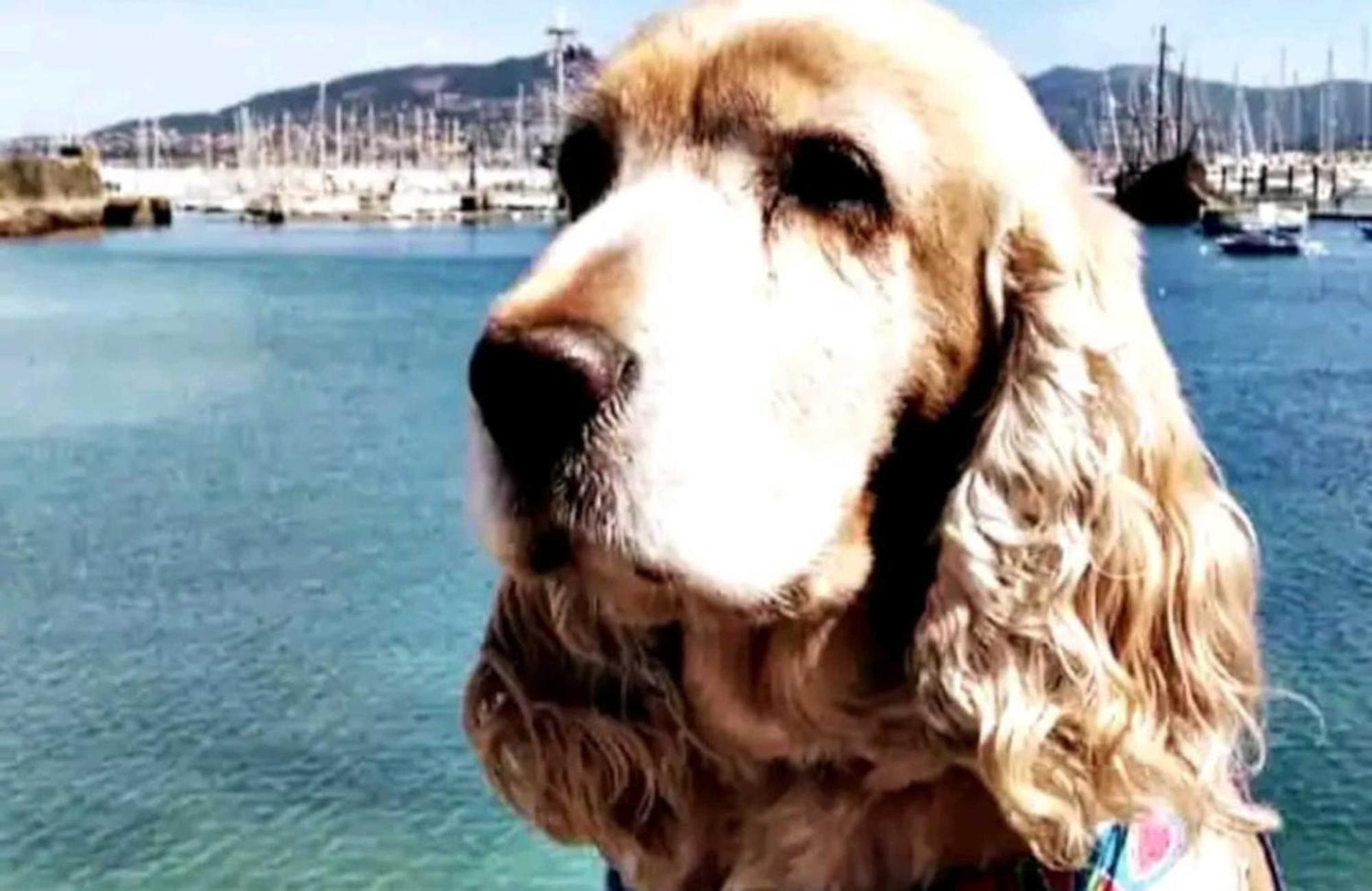 Holibai, Andurina, Piso Vintage, Centrico, Acepta Mascotas, Baiona Daire Dış mekan fotoğraf